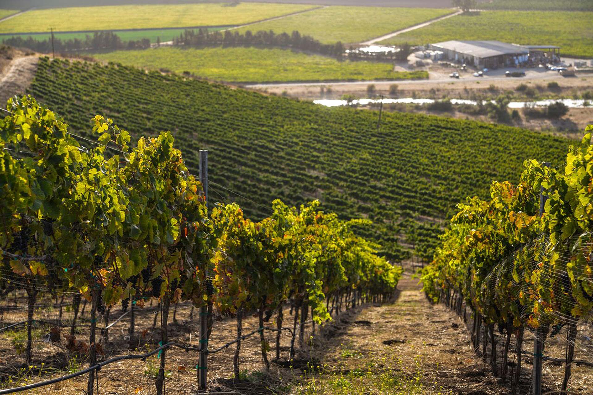 Au Bon Climat / Clendenen Lindquist Vintners Winery