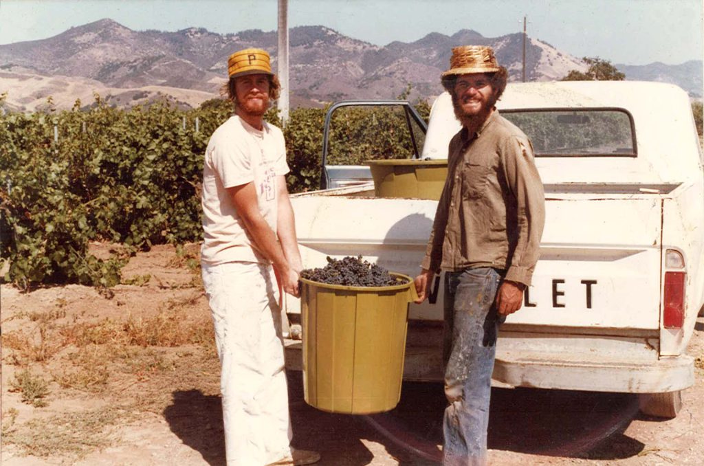 Jim Clendenen & Adam Tolmach harvesting by hand in the late 1980s Jim Clendenen & Adam Tolmach harvesting by hand in the late 1980s with grapes in a plastic trash can standing at the back of an old, white Chevrolet truck