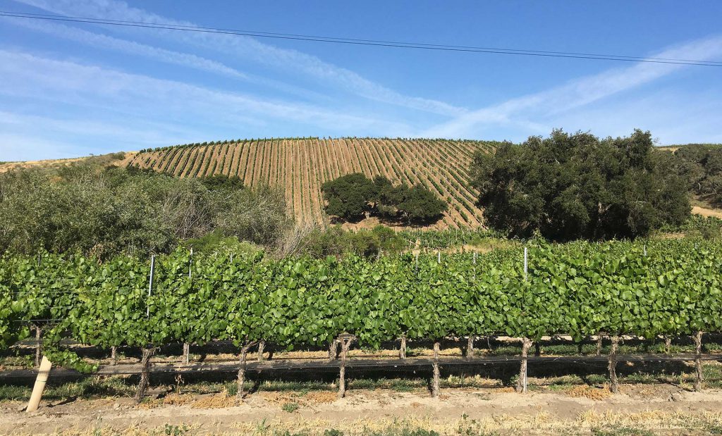 Le Bon Climat Vineyard in Santa Maria