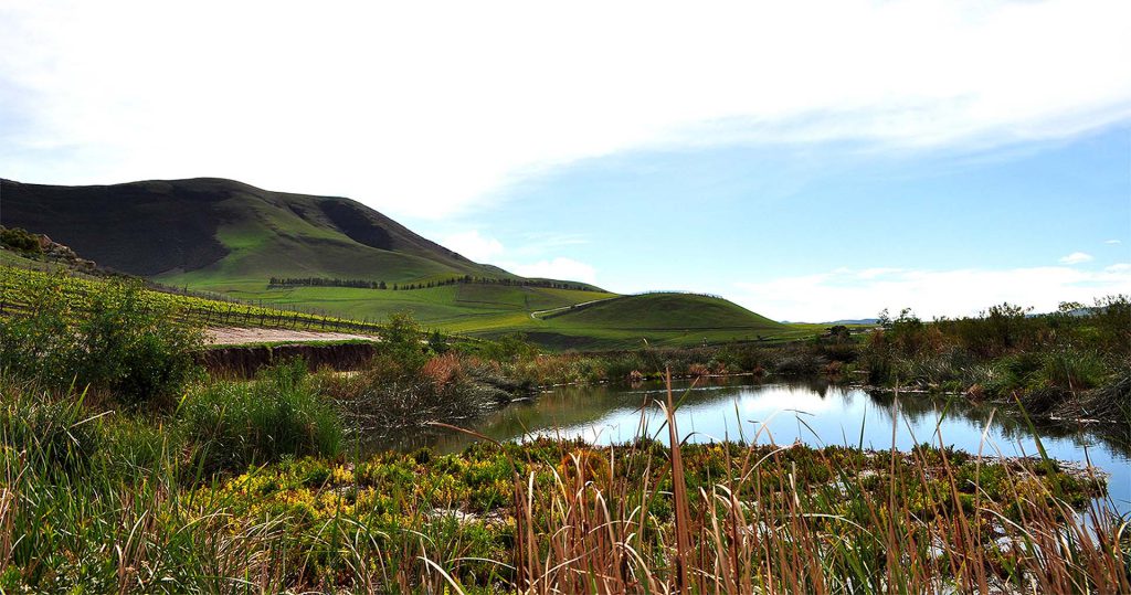 Looking across a pond towards Runway Vineyard in Santa Maria