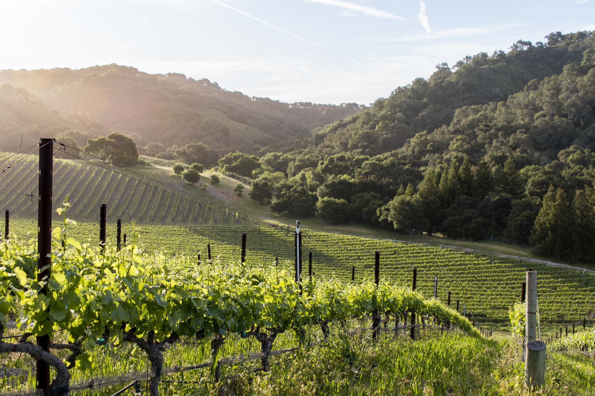 The Best Vineyards Help Make the Best Wines Au Bon Climat Winery