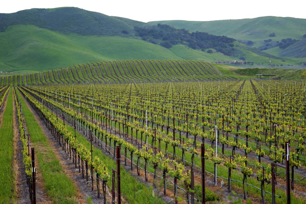 Looking over the rows of vines Los Alamos Vineyard that have fresh tendrils; green hills are in the background.