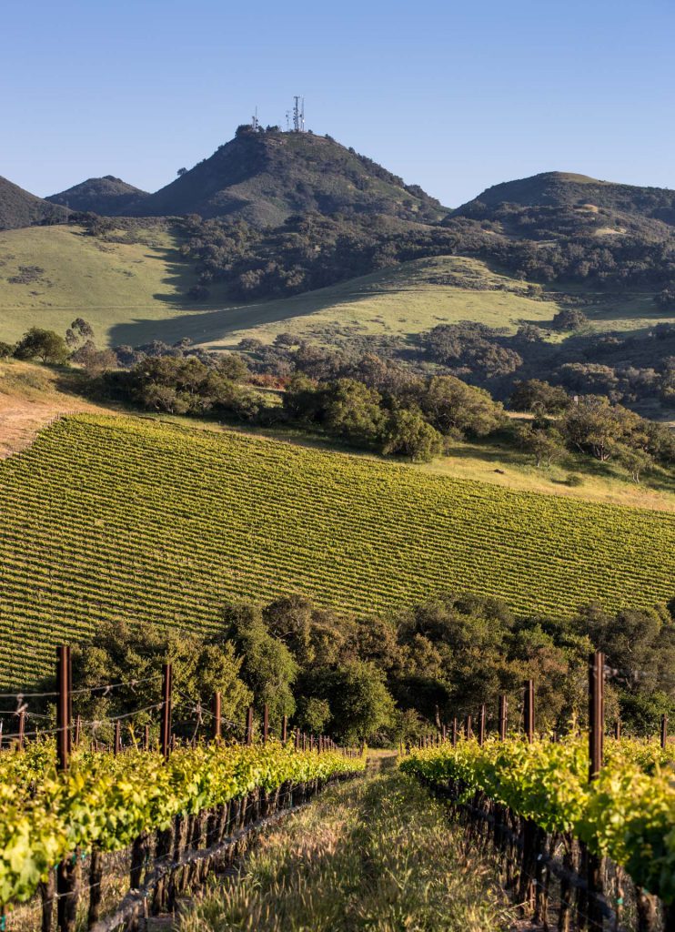 Looking down a row of Solomon Hills Vineyard with the Santa Maria foothills and "Camel Back" peak in the background