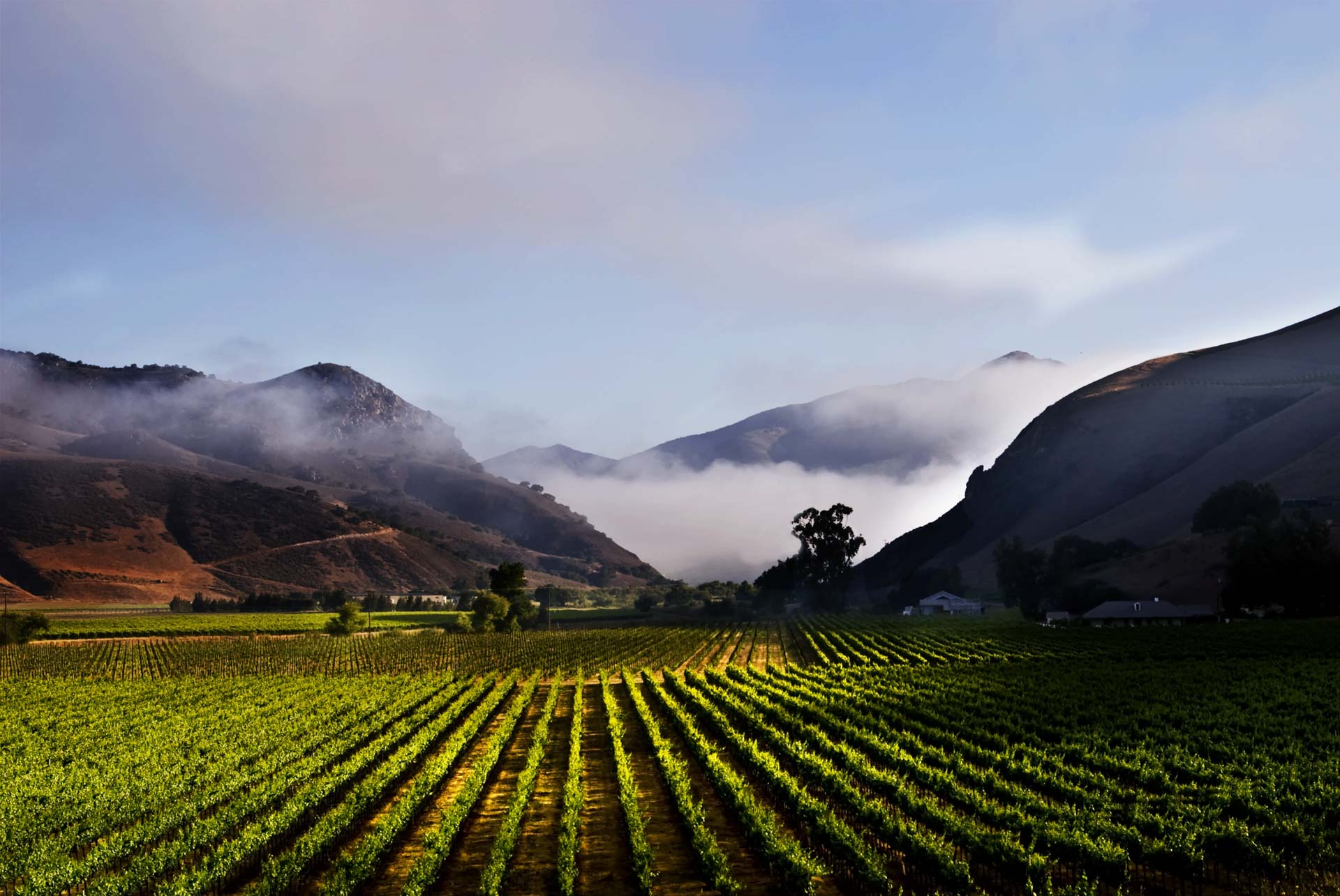 Bien Nacido Vineyard with fog in the background